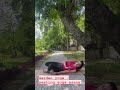 garden yoga yoga