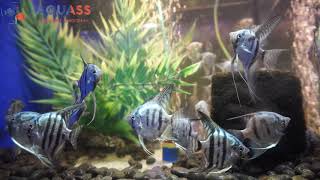 🐠Aquass - Скалярия голубая зебра (Pterophyllum blue Zebra)