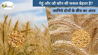 Gehu aur jau ki kheti mein antar।गेहूं और जौ में अंतर| Difference between Wheat   and Barley Farming