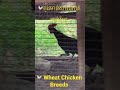 🐓 wheat breed cut wild chicken 🐓ពូជមាន់សាលីកាត់មាន់ព្រៃ