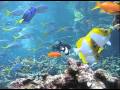 Philippine Coral Reef Dive | California Academy of Sciences