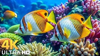 Dive Into the Mesmerizing Underwater Realm, Marvel at Sea Animal in The Best 4K ULTRA HD Aquarium #4