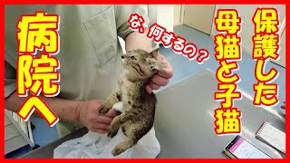 【保護した母猫と子猫を病院へ】母猫と子猫２匹がほごされました