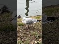 ユリカモメのクチバシ、すごい尖ってるね。seagull in tokyo 上野 不忍池