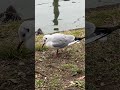 ユリカモメのクチバシ、すごい尖ってるね。seagull in tokyo 上野 不忍池