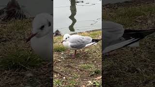 ユリカモメのクチバシ、すごい尖ってるね。Seagull in Tokyo #上野 #不忍池