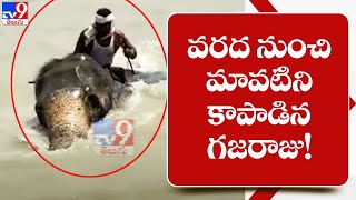 వరద నుంచి మావటిని కాపాడిన గజరాజు! - TV9