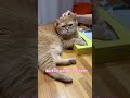 ティッシュ の箱に手入れるのやめて 猫動画 猫ティッシュ 猫の悪態