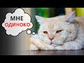 ПРИЗНАКИ того, что КОШКА НЕСЧАСТНА и одинока (не игнорируйте)