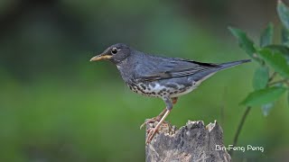 烏灰鶇/Japanese Thrush