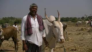 Atharga farmers in Vijayapura danagala jatre