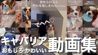 【キャバリア】キャバリア犬のおもしろかわいい動画集