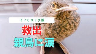 野鳥の雛を救出した結果…その親子が感動すぎた！