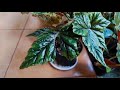 begonia incarnata begonia metallica