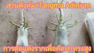 ชวนชมสวนตังค์มาTang ma Adenium