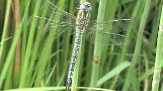 Hairy Dragonfly