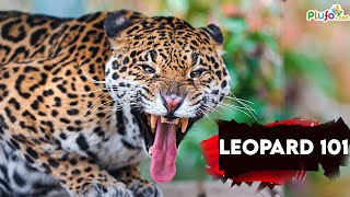 Leopard 101 - Big Cats wild Documentary || The Fearsome Leopard