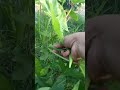 picking okra gardening harvest garden plants harvesting