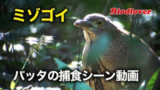 希少種「ミゾゴイ」との遭遇 / Japanese night heron