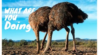 Why does the ostrich dip its head in the sand? | facts about ostrich | Animal Pet