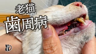 【閲覧注意】15歳で全身麻酔 老猫の歯周病 歯石除去