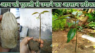 आम को गुठली से कैसे उपाय / Aam ki guthli Se Kaise grow Kare