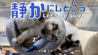 ４匹のバーマン猫たちがお昼寝中【静かにしとこう】Let's be quiet（バーマン猫）Birman/Cat