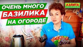 Очень много базилика на огороде. Сорта базилика:  пурпурные, зеленые, бордовые.