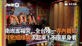 全台唯一！南崁五福宮內竟有養蛇 還可祈福、招財、求姻緣｜月老｜宗教｜寺廟