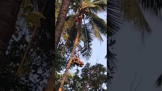 Seed Coconuts are collected by Agriculture Department from Kuttiady variety of Coconuts