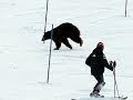 Awake for Winter: Tahoe Bears Not Hibernating