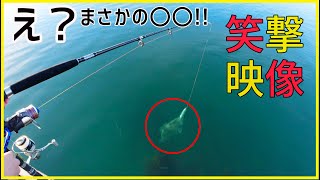 【衝撃】サヨリを泳がせたらまさかの高級魚〇〇が丸飲みしてきた！！(泳がせ釣り・海釣り・陸釣り・ニュージーランド・的鯛・にこよこ)