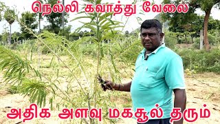 நெல்லி மரத்தில் கவாத்து எதுக்கு #விவசாயிமுத்து #agriculture