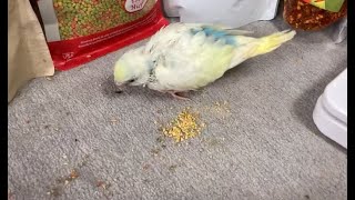 セキセイインコ　ペレットに慣れてもらうために、りむちゃんが食べる挿し餌中にしていたこと。