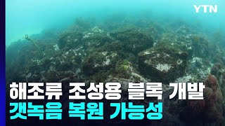 갯녹음어장 복원용 '해조생육 블록' 개발 / YTN