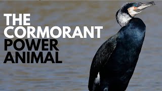 The Cormorant Power Animal