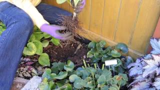 Digging up Hardy Cypripedium Orchid