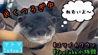 くつろぐカワウソちゃん／アトア［YouTube水族館］