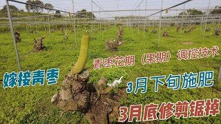 青棗花期（果期）調控技術，主要原因是3月底修剪和施有機肥  Pruning at the end of March to regulate the flowering period of jujube