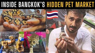 Exotic Pet Market of Bangkok | Snake, Meerkat, Tarantula and many more