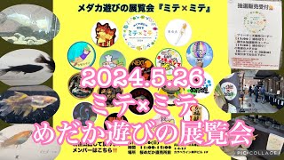 メダカ遊びの展覧会　ミテ×ミテ　2024.5/26（日）