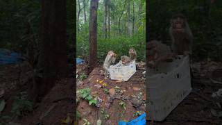 Cute Baby Monkey playing with people. Dharmasthala to Subrahmanya20k subscribe\u00266￼million views