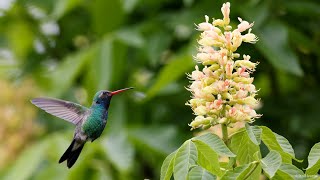 Broad-billed hummingbird - LaBagh Woods