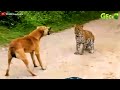 35 Ruthless When Dogs Are Attacked By Tigers, Leopards, Lions...  Animal Fight