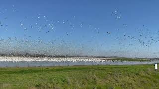 Snow Geese \