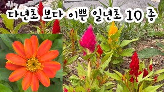 개화기간 너~무 긴 일년초 10종