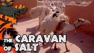 The caravan of salt