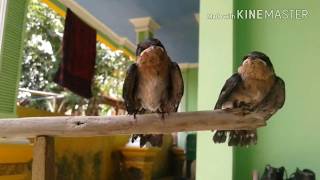 Playtube Pk Ultimate Video Sharing Website