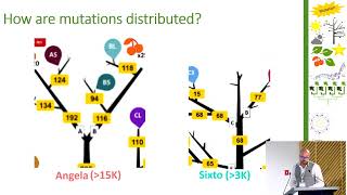 EvolTree Conference 2023 – Tysklind, Niklas: Plant mutations: slaying beautiful hypotheses by...