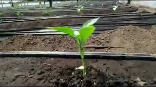 Polyagro - Damlama Suvarma (Drip Irrigation)